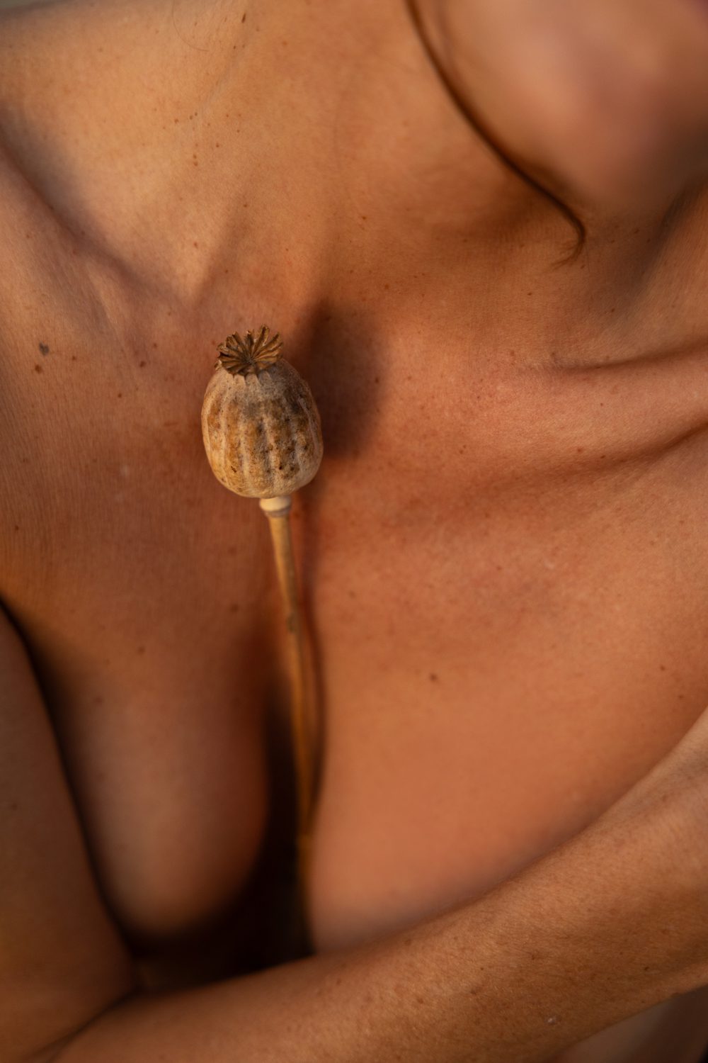 Gros plan sur un végétal sur une poitrine, en noir et blanc